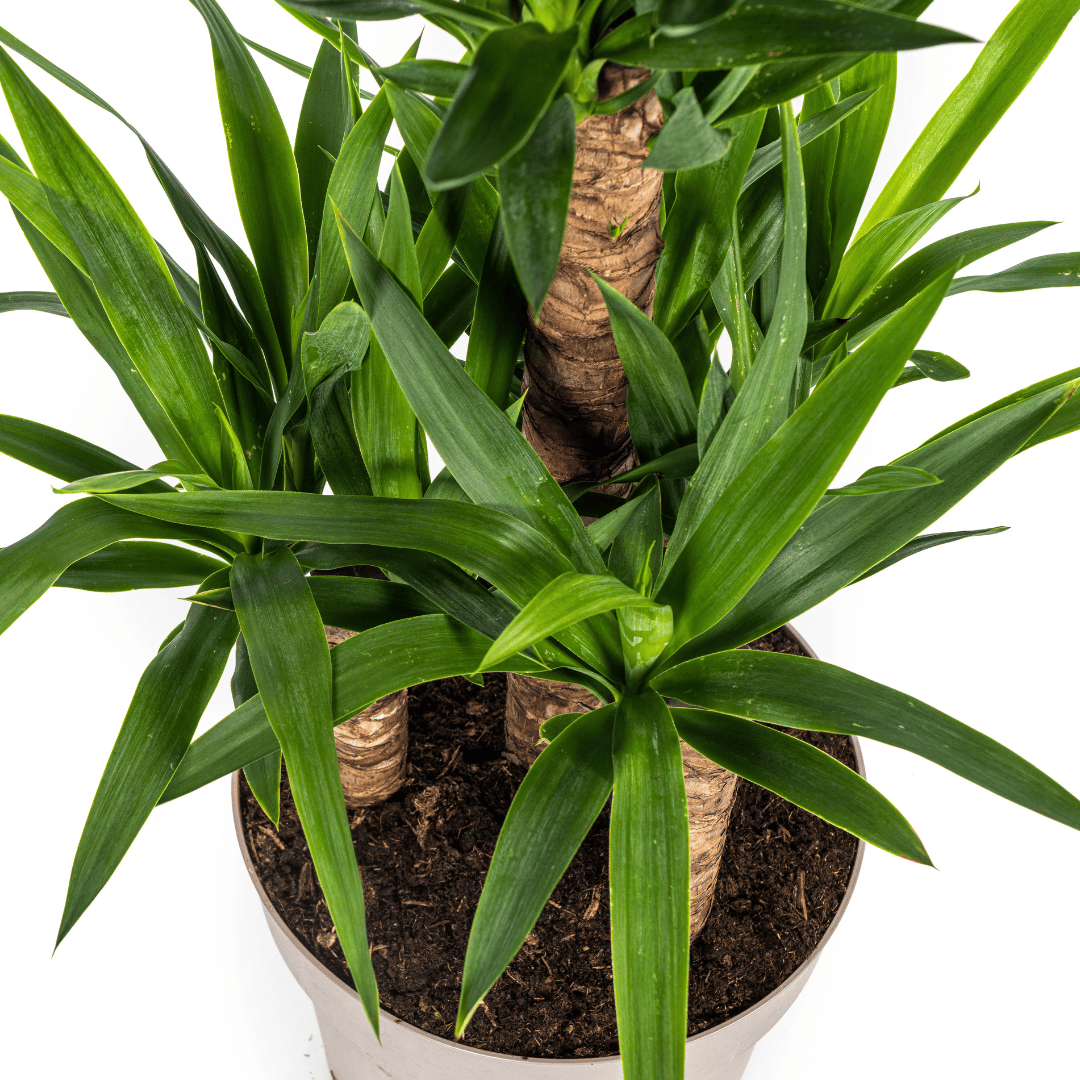 Yucca Elephantipes Ø30cm - ↕90 - 110cm - Botanic-Vibes