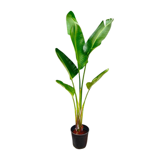 Strelitzia augusta – 220cm – Ø30