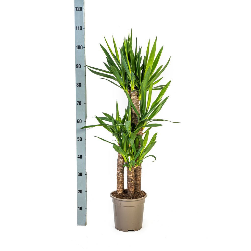 Yucca Elephantipes mit Korb Ø21 cm, 90-110 cm