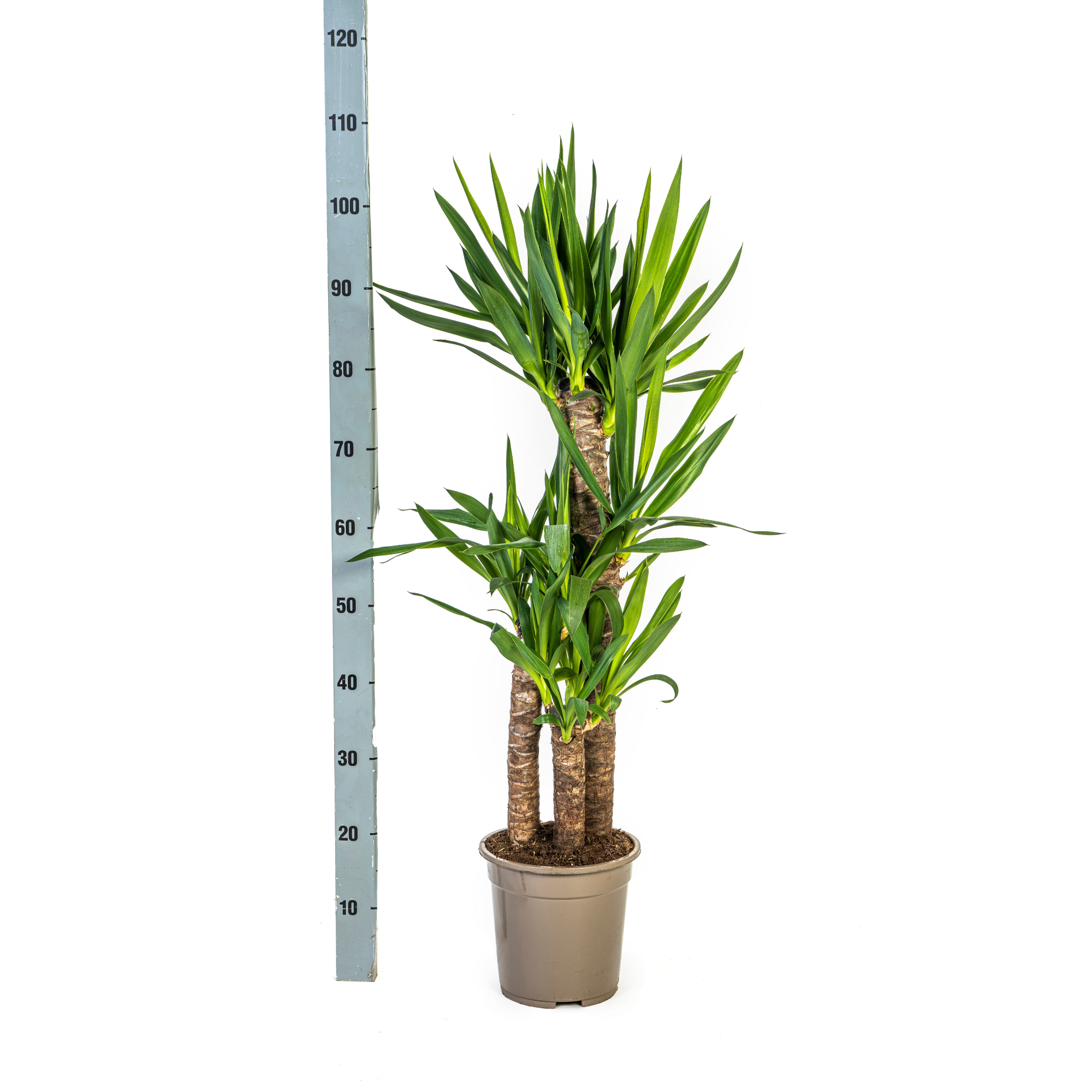 Yucca Elephantipes mit Korb Ø21 cm, 90-110 cm