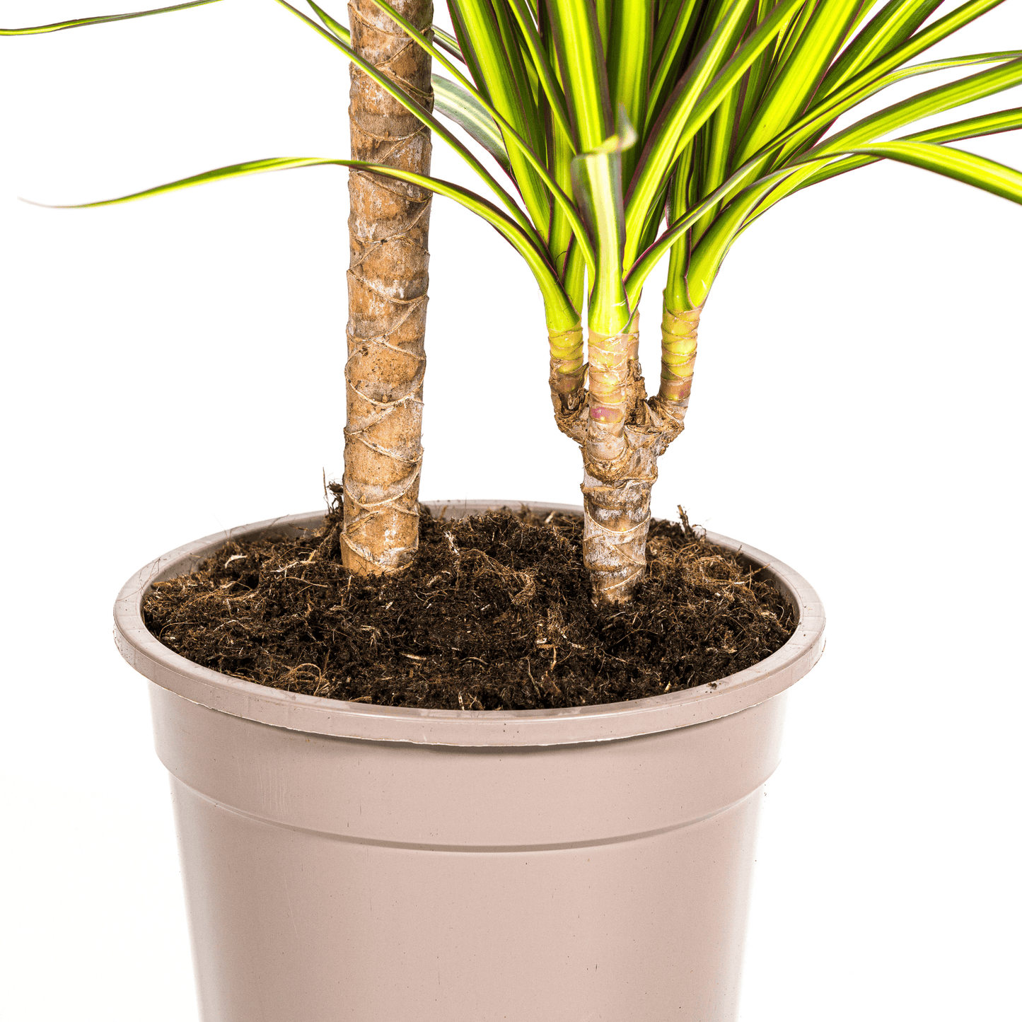 Dracaena Marginata Sunray Ø19cm - ↕80-100cm - Botanic-Vibes
