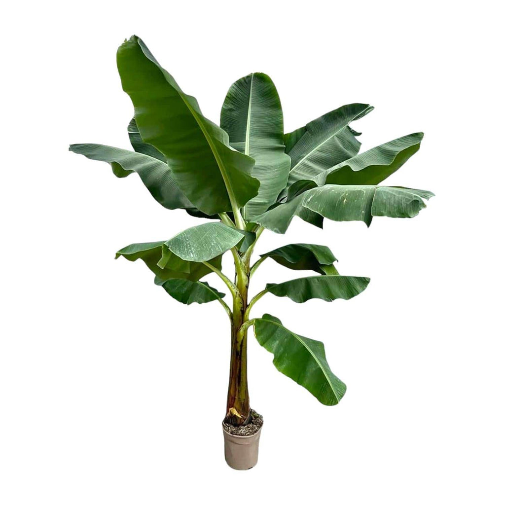 Bananenpflanze (Musa) – 250 cm – ø30 - Botanic-Vibes