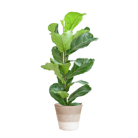Ficus Lyrata mit Korb Lissabon weiß - 80cm - Ø21 - Botanic-Vibes