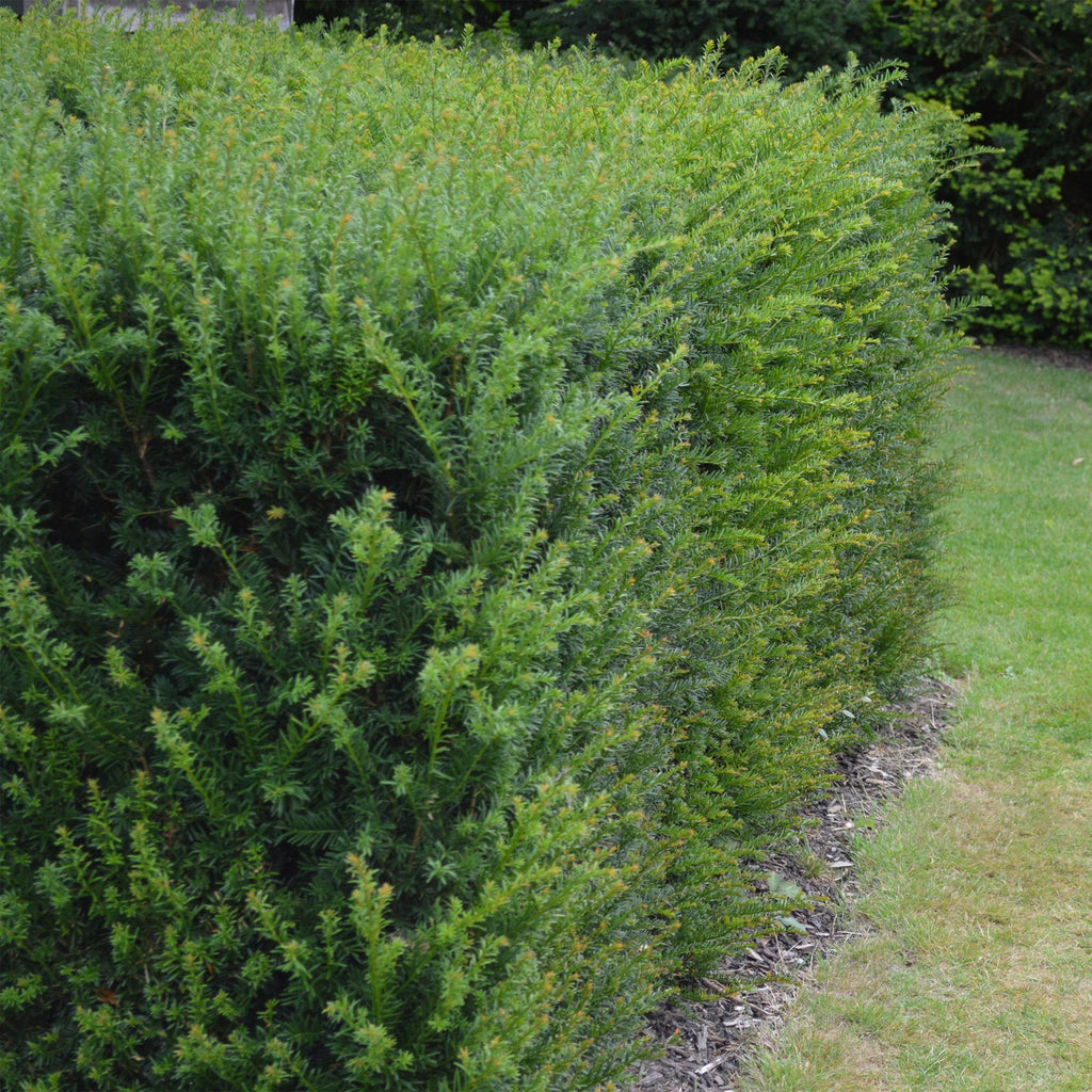 Heckenpflanzen, Taxus baccata, Blatt grün, 6 Pflanzen, 1 laufender Meter, immergrün, Topf 17 cm 60 cm