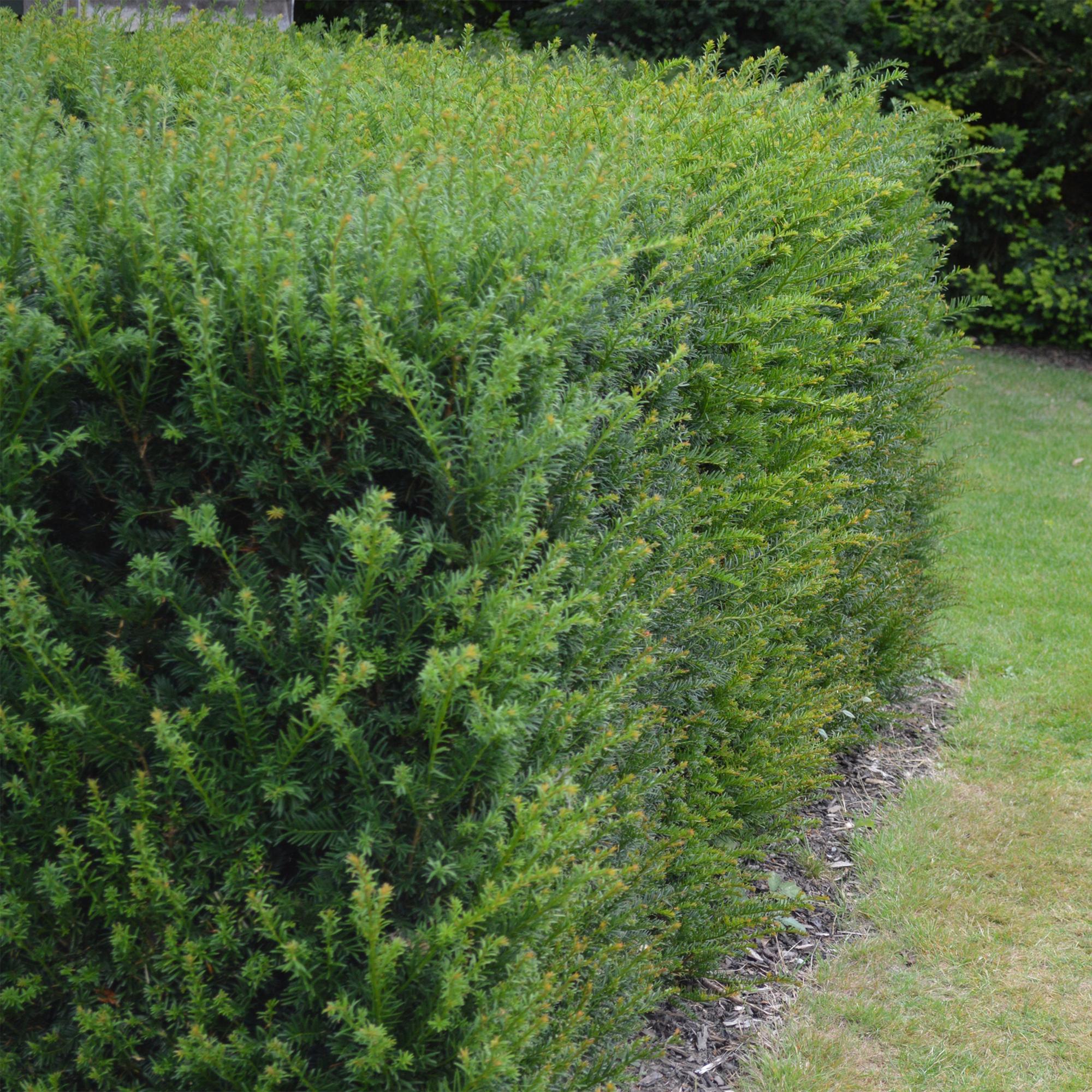 Heckenpflanzen, Taxus baccata, Blatt grün, 6 Pflanzen, 1 laufender Meter, immergrün, Topf 17 cm 60 cm