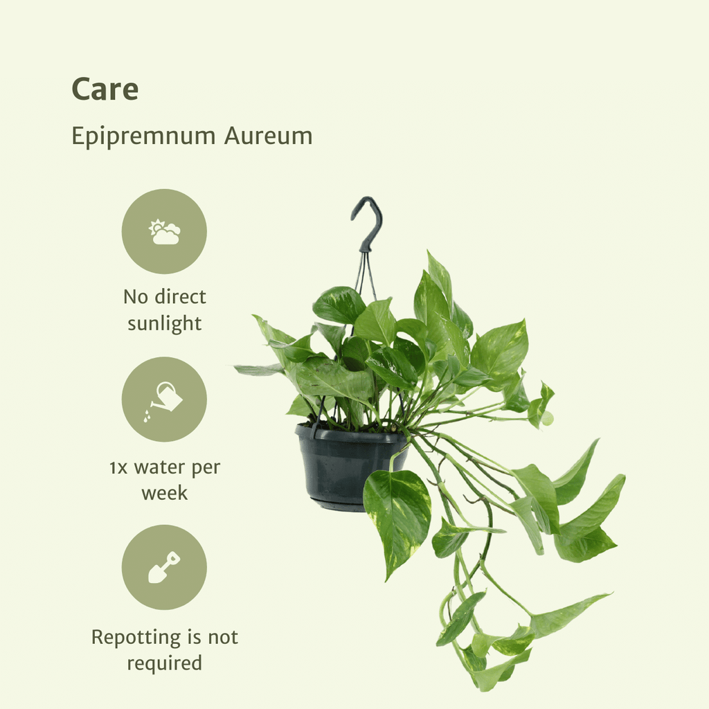 2x Epipremnum Aureum, Scindapsus, 25 cm, Ø15 cm