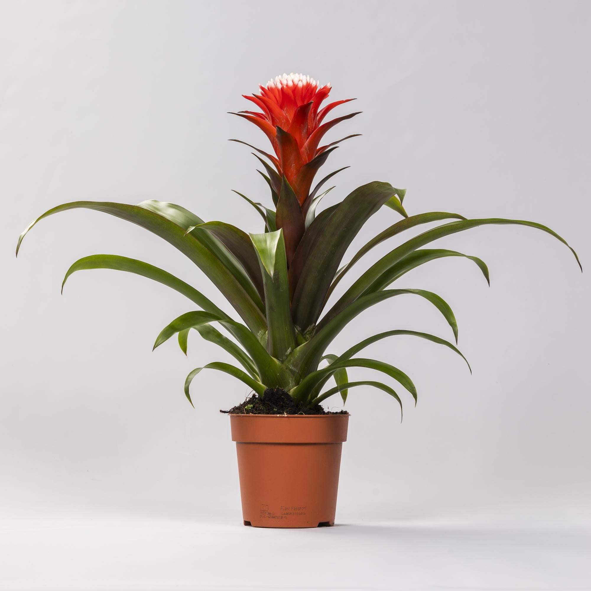 Guzmania Hope, Ø12 cm Höhe 40