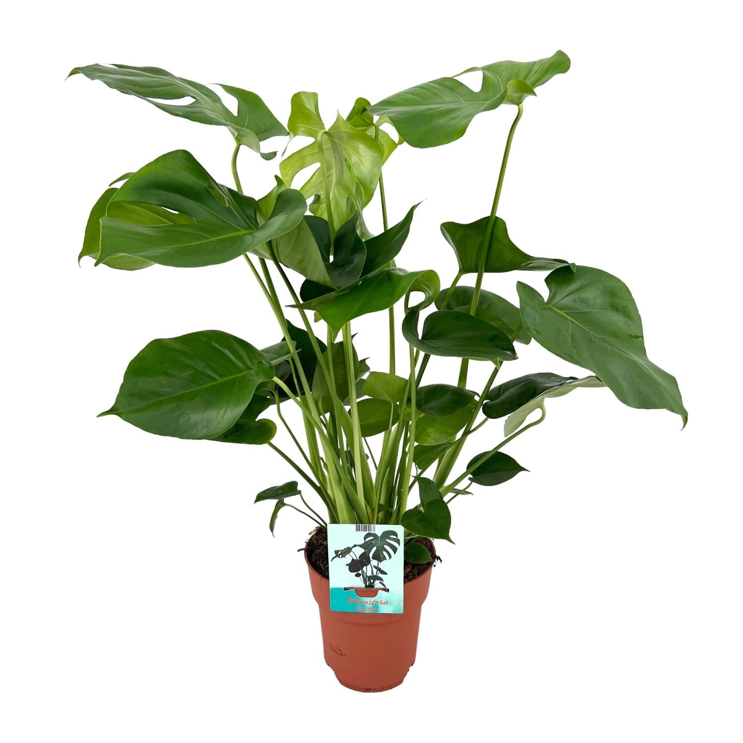 Monstera Deliciosa