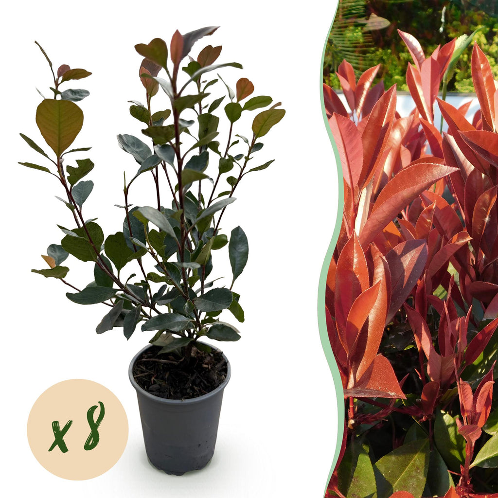 Heckenpflanzen, Photinia Little Rot Robin, Blatt Rot, 8 Pflanzen, 1 Laufmeter, Immergrün, Topf 9 cm 30-35 cm