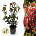 Heckenpflanzen, Photinia Little Rot Robin, Blatt Rot, 8 Pflanzen, 1 Laufmeter, Immergrün, Topf 9 cm 30-35 cm