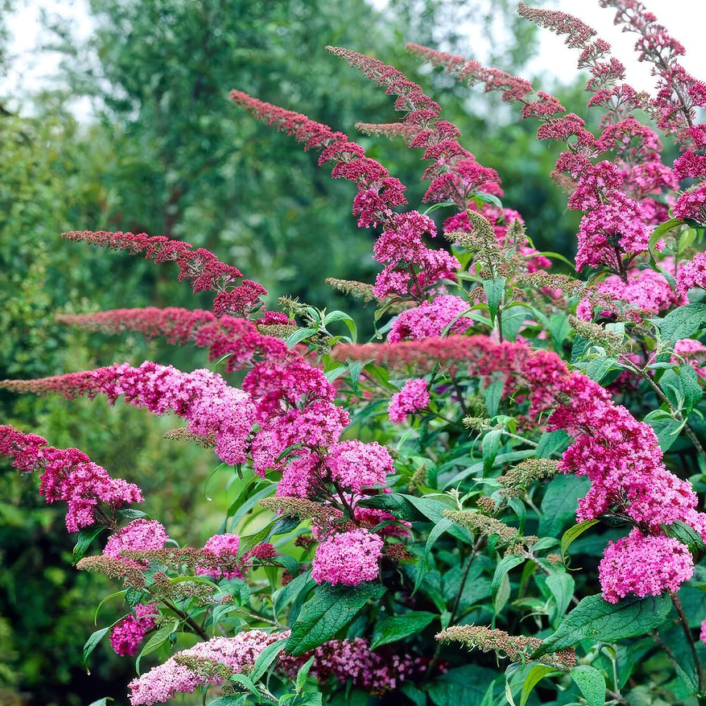 Buddleja davidii Rosa Delight, Schmetterlingsstrauch, Winterhart, Rosa, 1 Pflanze, Topf 17 cm, 45 cm