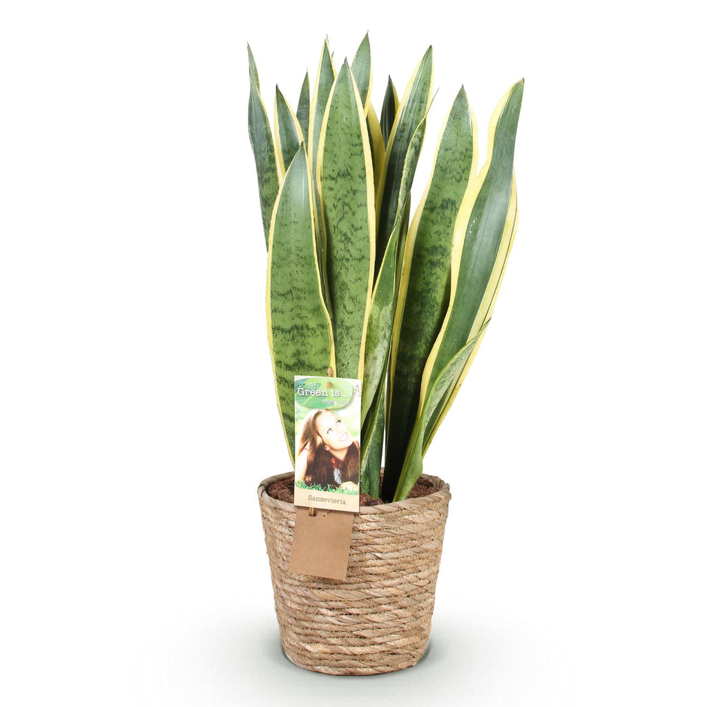Zimmerpflanzen, Sansevieria Laurentii- Schwiegermutterzunge, Pflegeleicht, mit Korb, Grün, Gelb, 1 Pflanze, Topf 21 cm, 70-80 cm