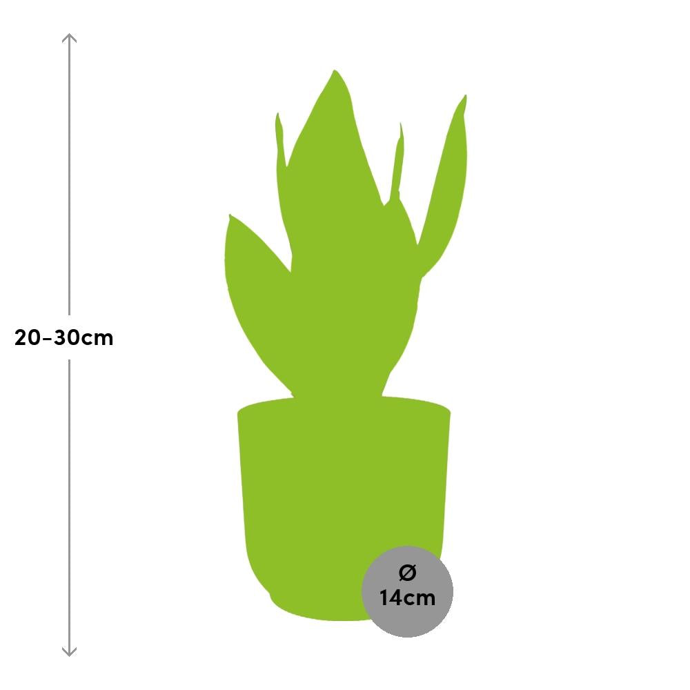 Sansevieria Futura Superba im ELHO Vibes Fold, 14 cm, rosa
