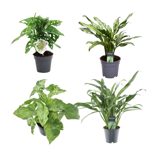 Groen mix 4 planten – monstera obliqua 'monkey leaf' – 25 cm – Ø12 – aglaonema juliette – 40 cm – Ø12 – syngonium mottled – 25 cm – Ø12 – aglaonema cutlass – 40 cm – Ø12