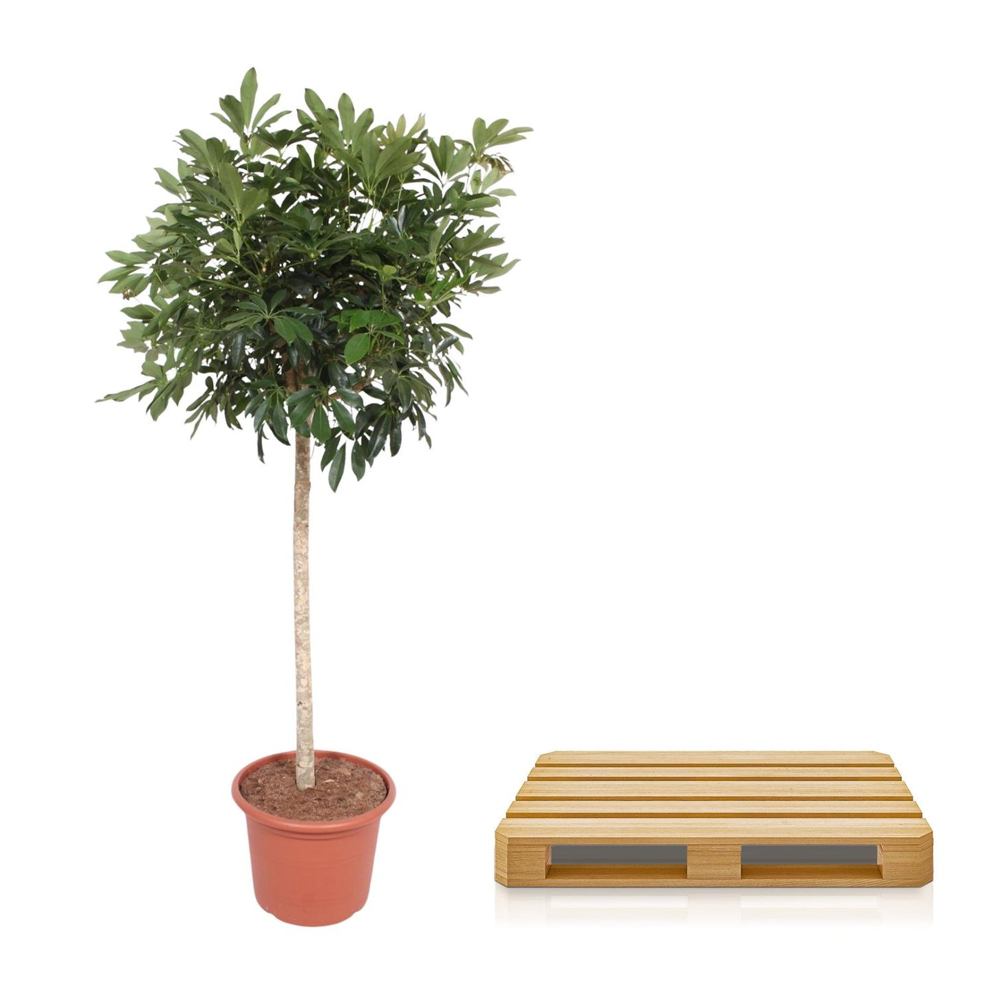 Schefflera arboricola Compacta – Baumform – 190 cm – Ø45