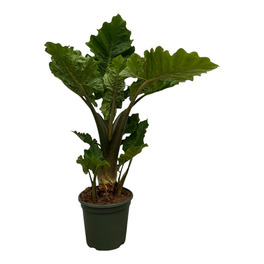 Alocasia Low Raider – 75 cm – Ø26