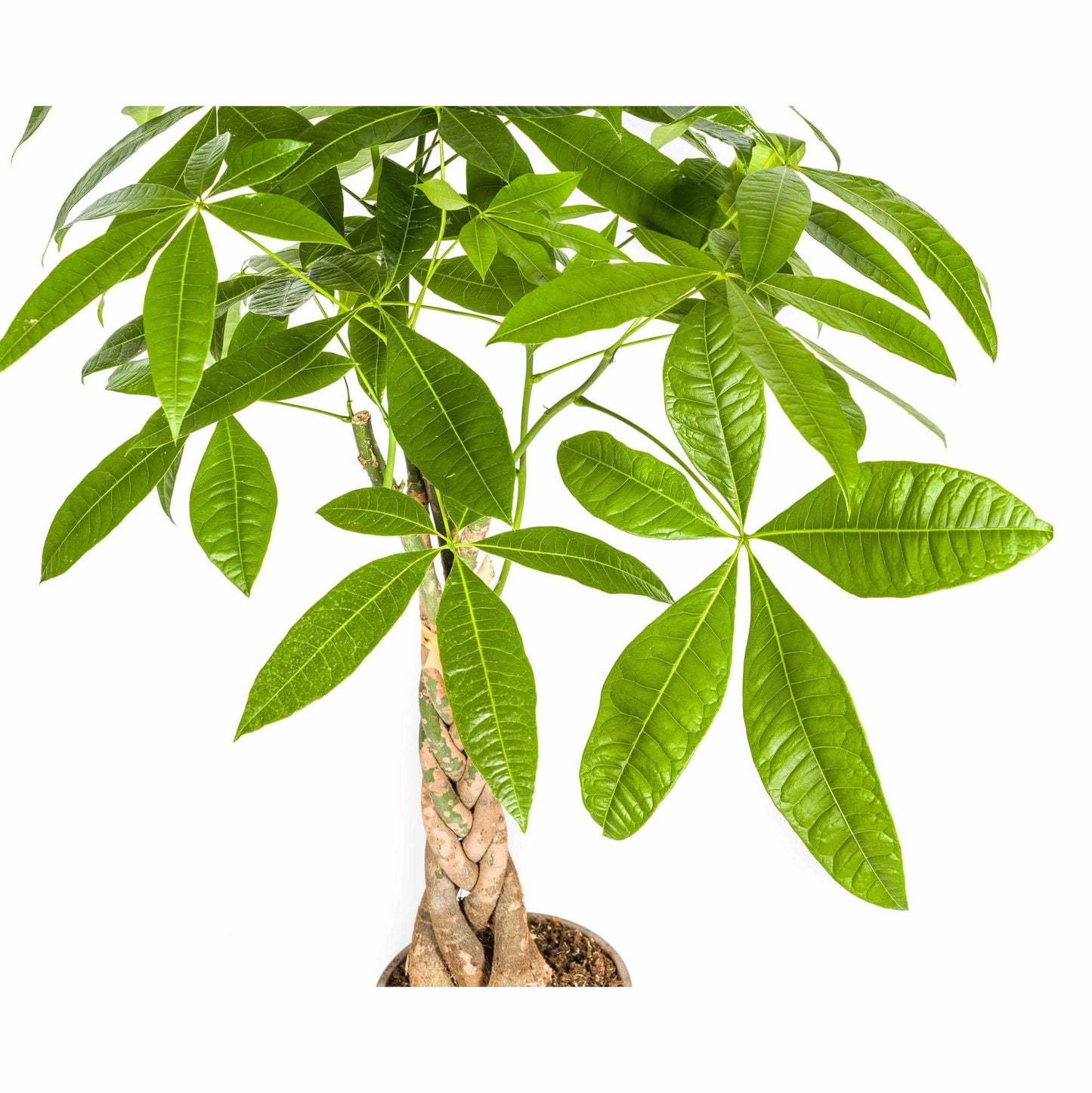 Pachira Aquatica Ø21cm - ↕90 - 110cm - Botanic-Vibes