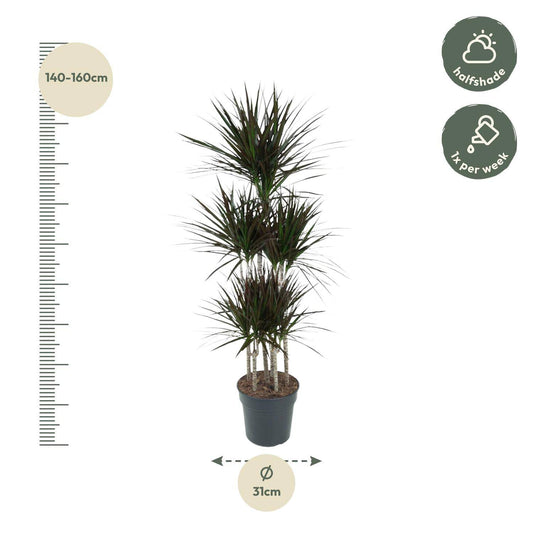 Dracaena Magenta Carrousel – 150 cm – Ø31 - Botanic-Vibes