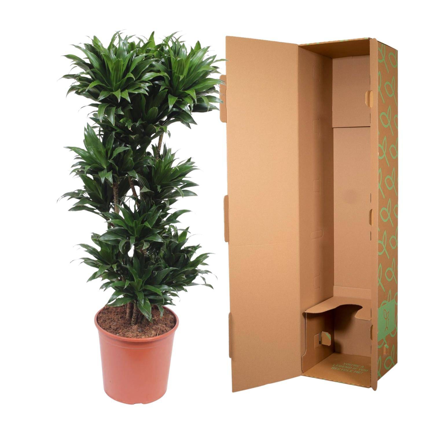 Dracaena compacta – 140 cm – ø30 - Botanic-Vibes