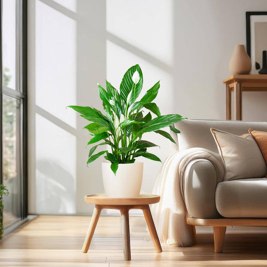 Spathiphyllum mit Viber weiß – 80 cm – Ø21 - Botanic-Vibes