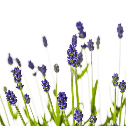 2x Lavandula angustifolia Ø19cm - ↕40 - 50cm - Botanic-Vibes