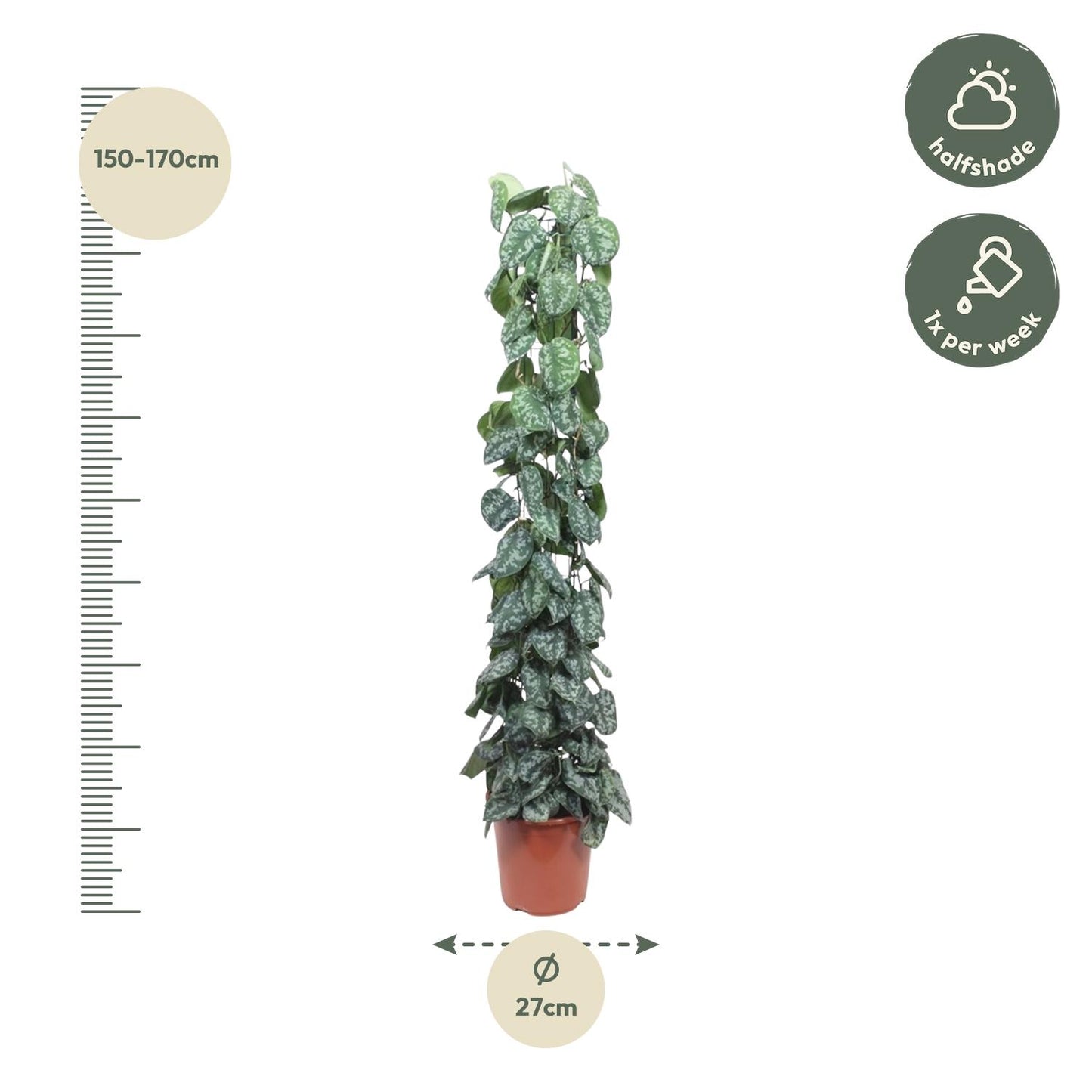 Scindapsus pictus Trebie – mit Gitter – 160 cm – Ø27