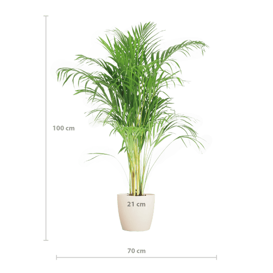 Areca Palm (Dypsis) mit Lissabon-Korb Weiß - 100cm - Ø21 - Botanic-Vibes