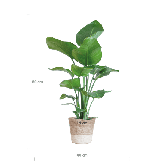 Strelitzia Nicolai met Lissabon mand wit - 80cm - Ø19 - Botanic-Vibes
