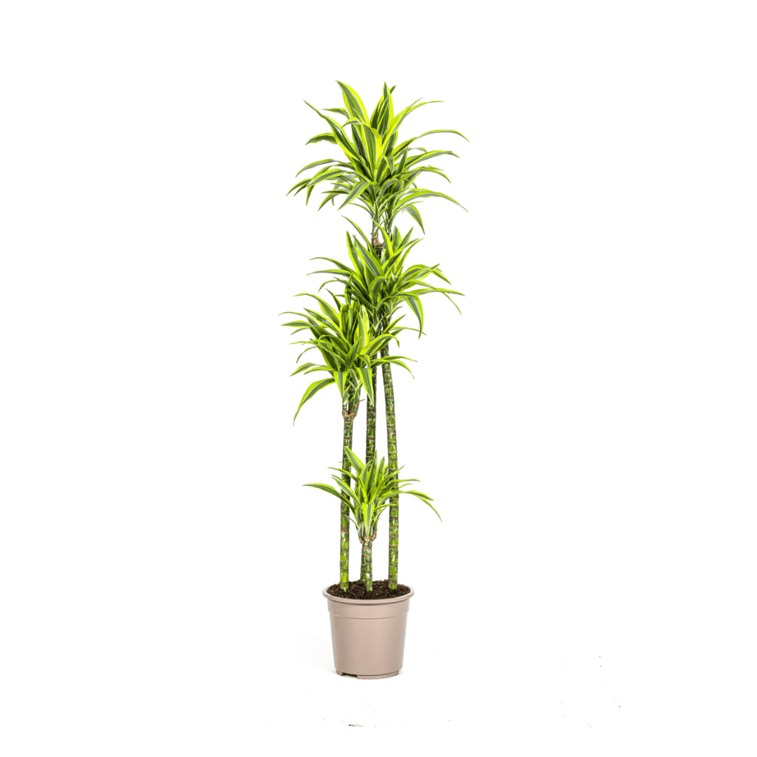 Dracaena Deremensis Lemon Lime Ø27cm - ↕170 - 190cm - Botanic-Vibes