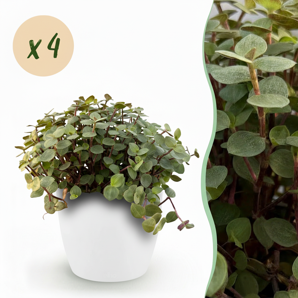 Green boutiQ, Zimmerpflanze, Calissia repens, Katzengras, Haustierfreundlich, Grün, Topf 12cm, Höhe 17, 20cm