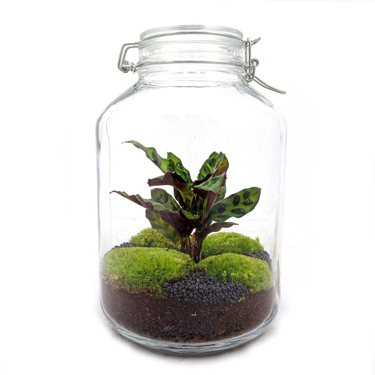 Flaschengarten – Calathea – 28 cm – Standardausführung - Botanic-Vibes