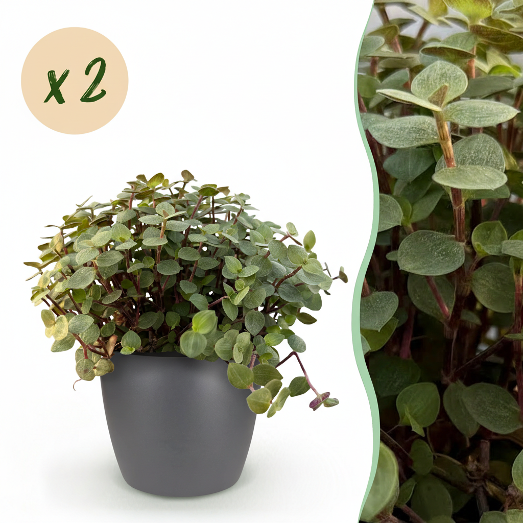 Green boutiQ, Zimmerpflanze, Calissia repens, Katzengras, Haustierfreundlich, Grün, Topf 12cm, Höhe 17, 20cm