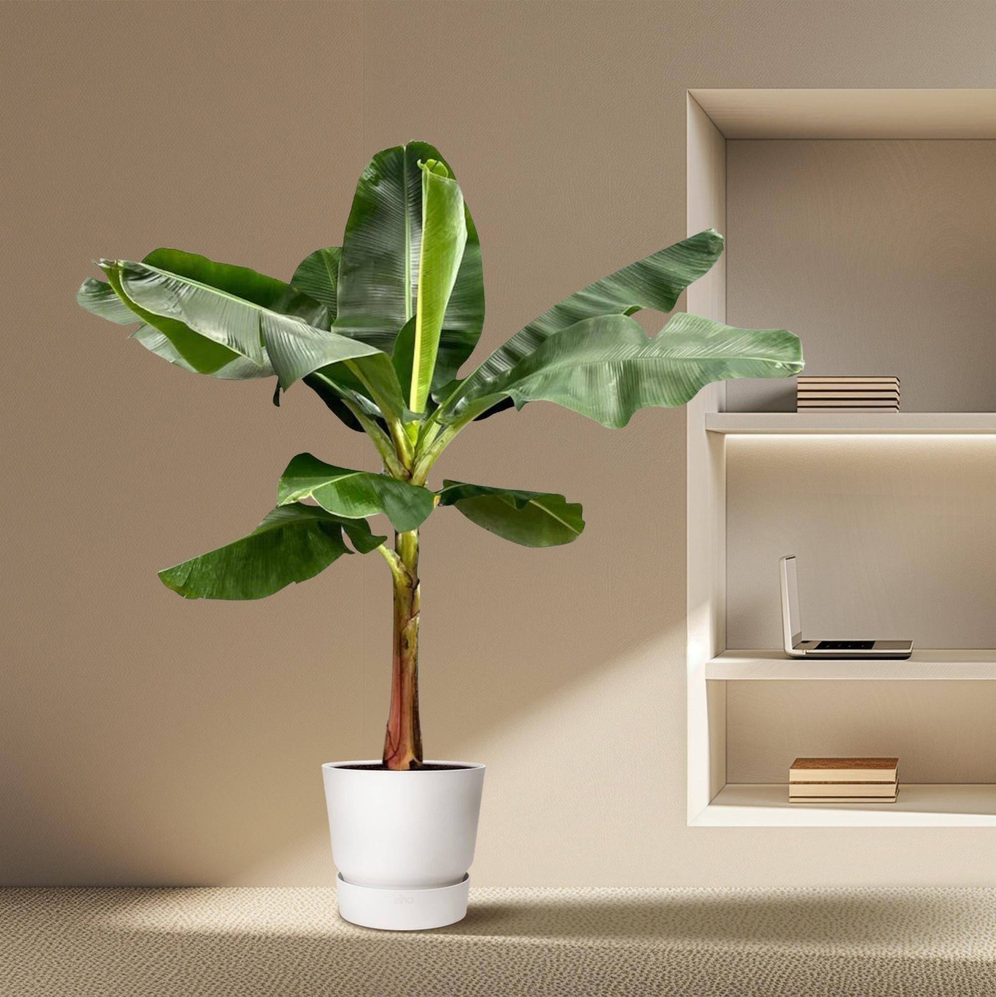 Bananenplant (Musa) - 200 cm - ø30 - Botanic-Vibes