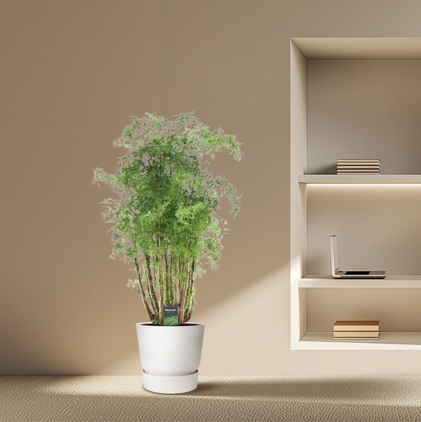 Polyscias Hawaiiana Ming – 90 cm – Ø24