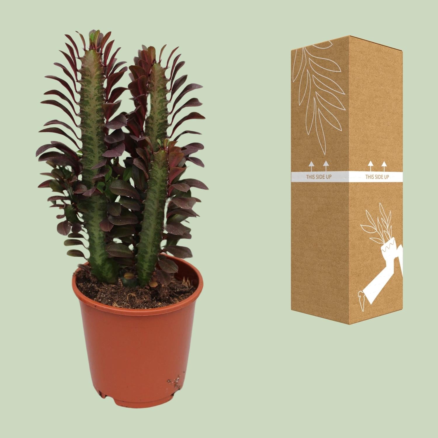Euphorbia Trigona Rubra, Ø12 cm, 40 cm