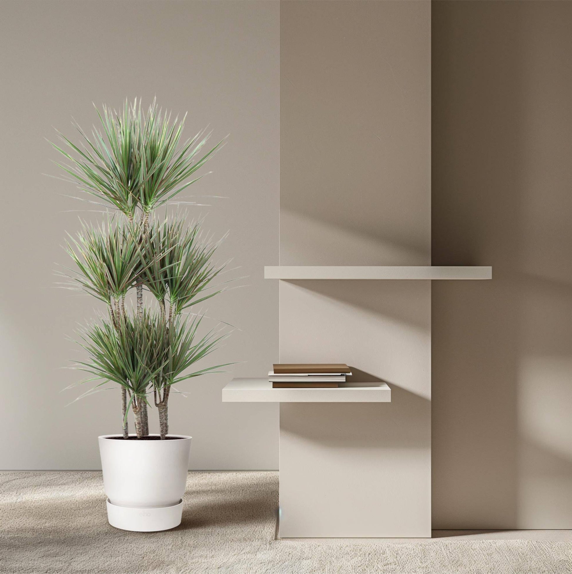 Dracaena bicolor carrousel – 150 cm – ø31 - Botanic-Vibes