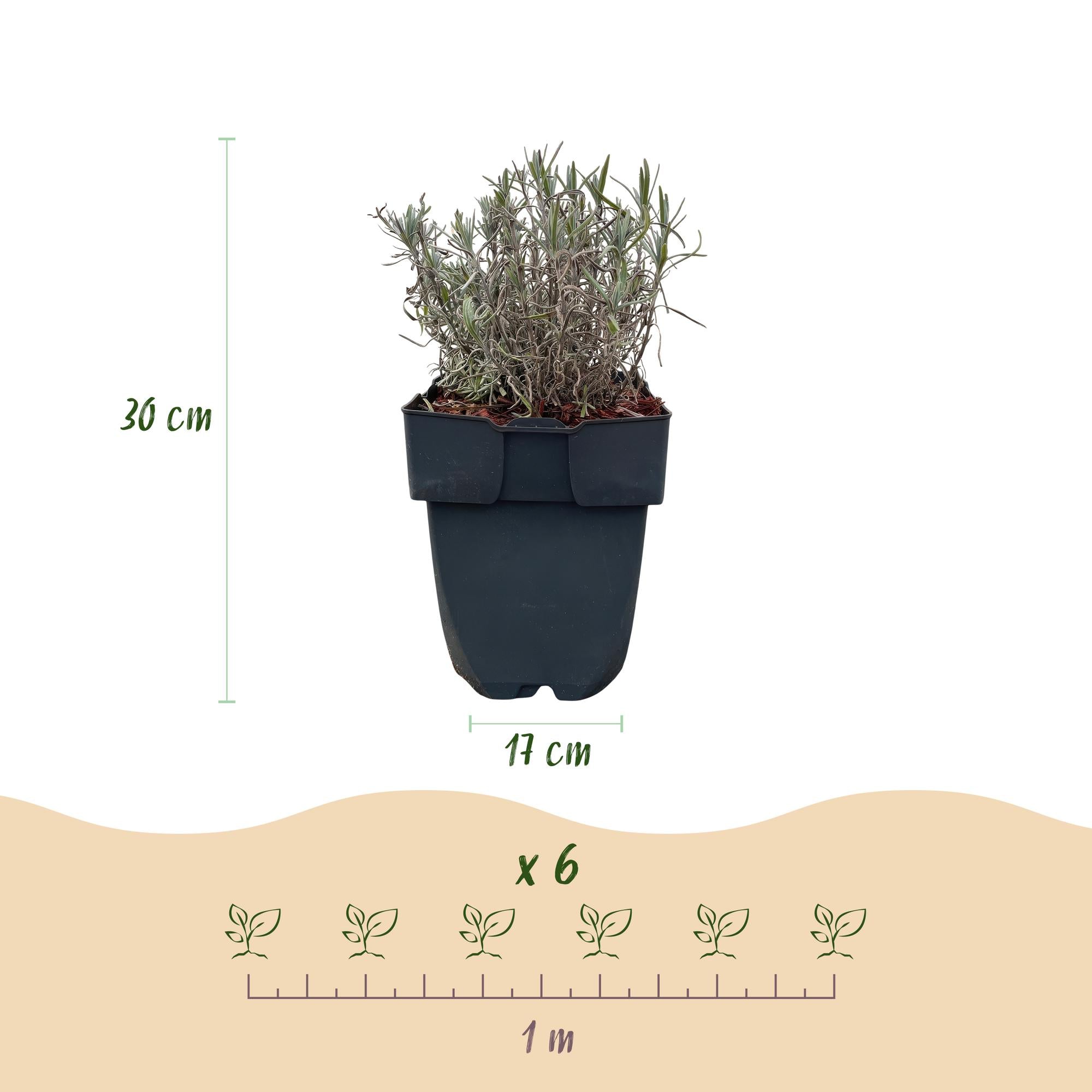 Heckenpflanzen, Lavandula angustifolia Hidcote, graues Blatt, 6 Pflanzen, 1 laufender Meter, immergrün, Topf 17 cm 30 cm