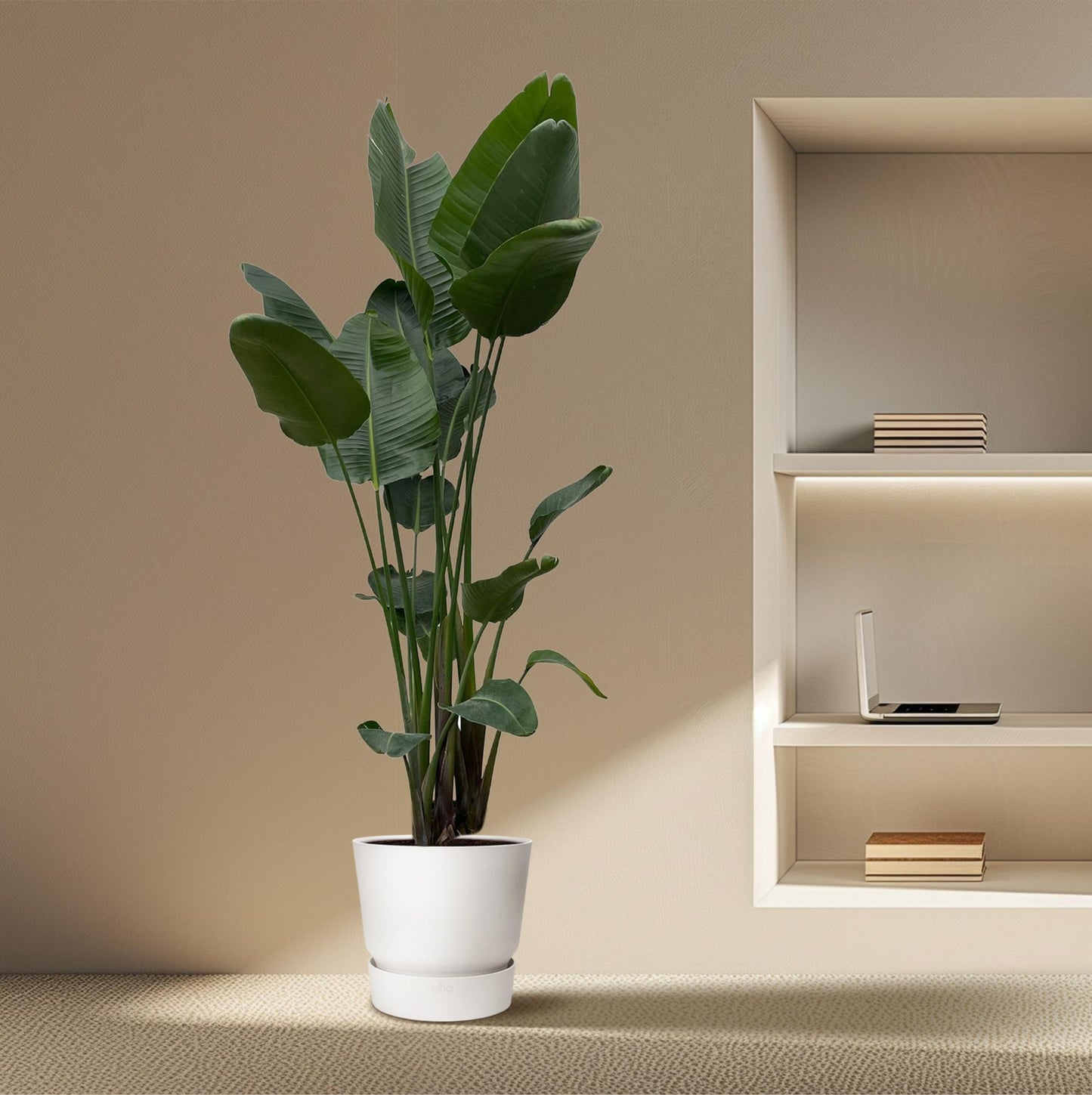 Strelitzia nicolai XXL – 250 cm – Ø50