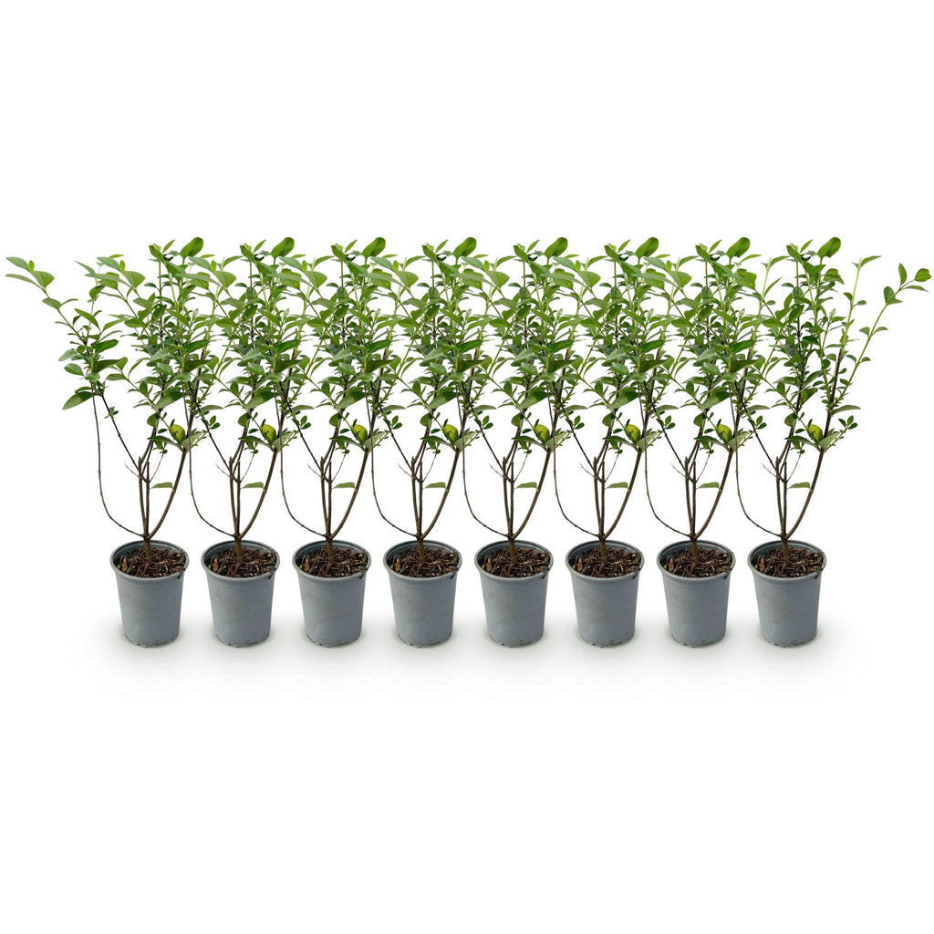 Heckenpflanzen, Ligustrum ovalifolium, Blatt grün, 8 Pflanzen, 1 laufender Meter, immergrün, Topf 9 cm 35-40 cm