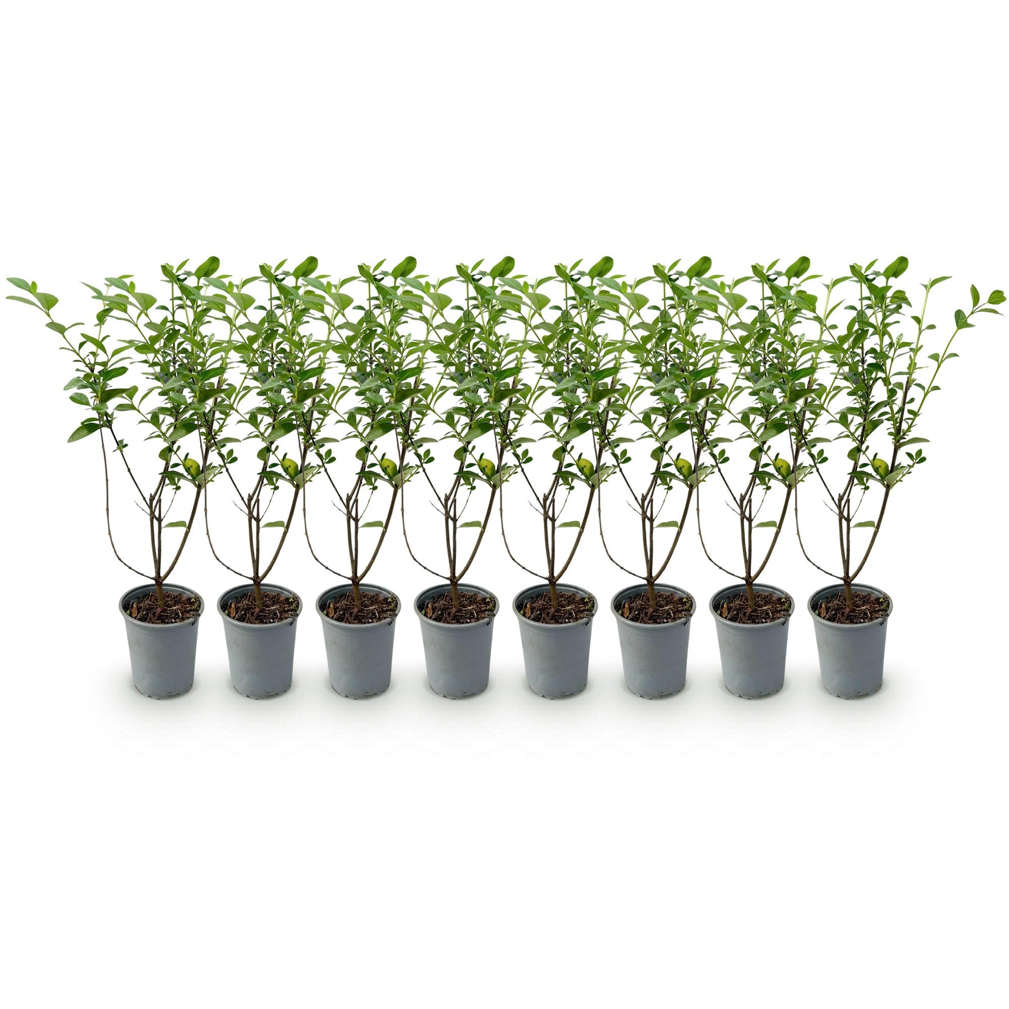 Heckenpflanzen, Ligustrum ovalifolium, Blatt grün, 8 Pflanzen, 1 laufender Meter, immergrün, Topf 9 cm 35-40 cm