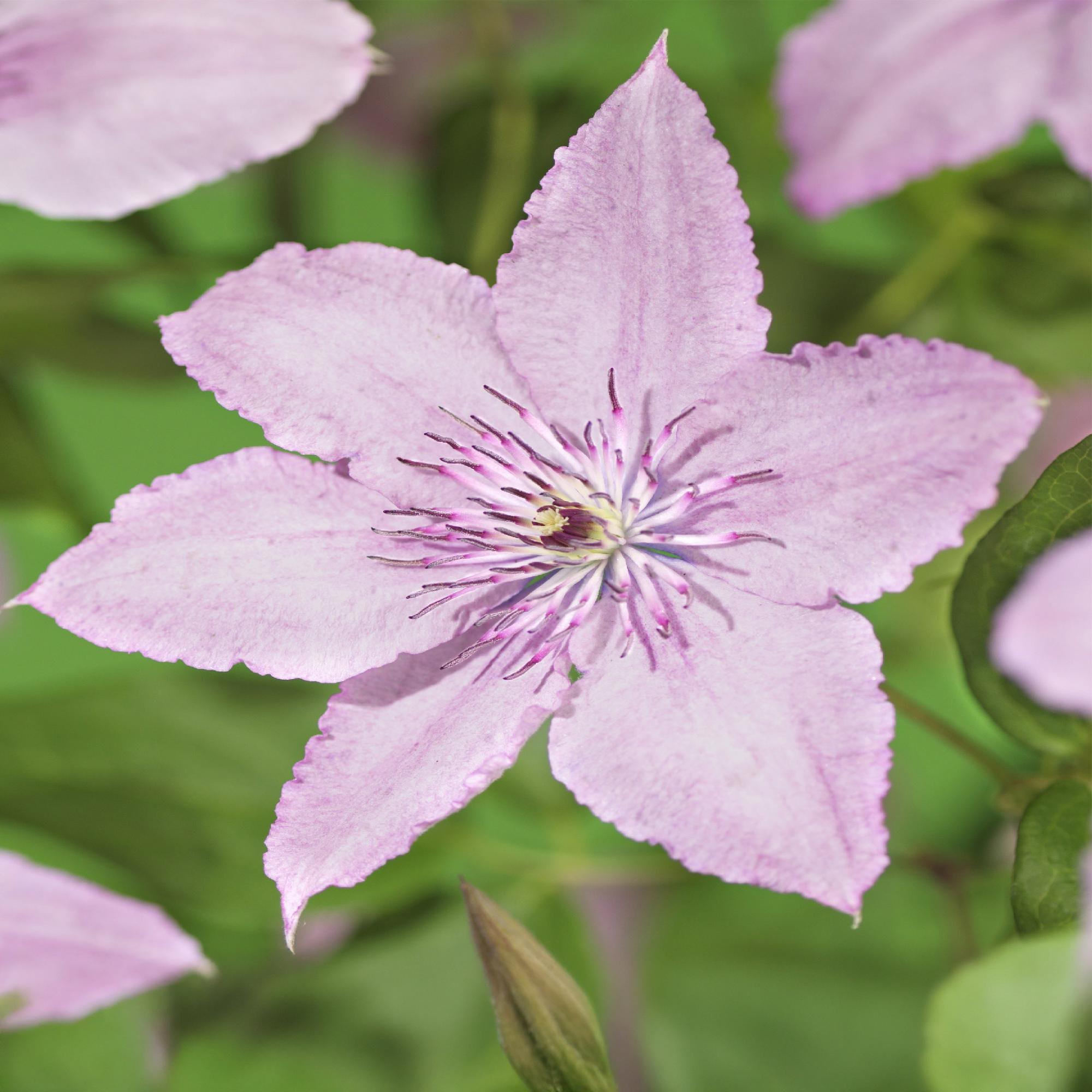 Kletterpflanze, Clematis Hagley Hybrid, Blüte Rosa, Wenig Pflege, 2 Pflanzen, Topf 11 cm 40 cm