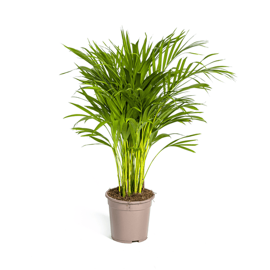 Dypsis Areca Lutescens Ø19cm - ↕80 - 100cm - Botanic-Vibes