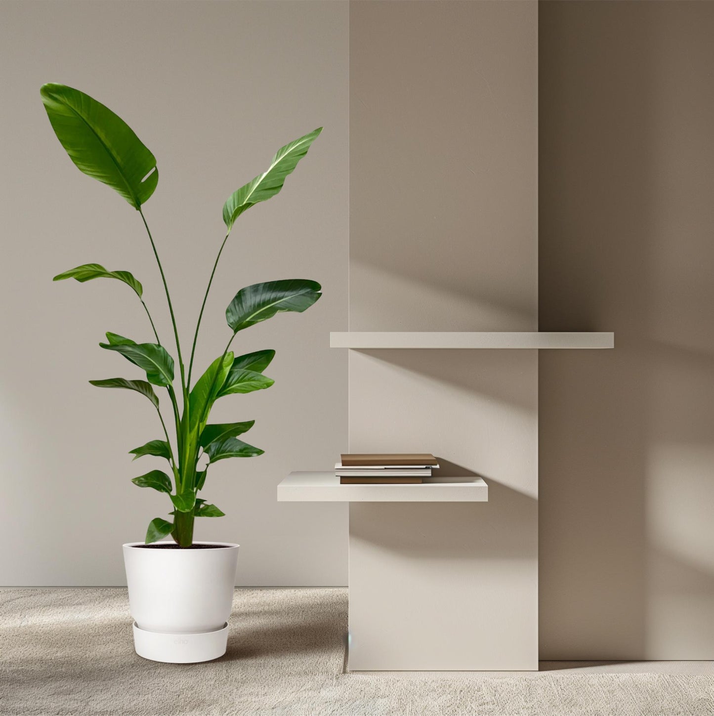 Strelitzia nicolai – 170 cm – Ø24