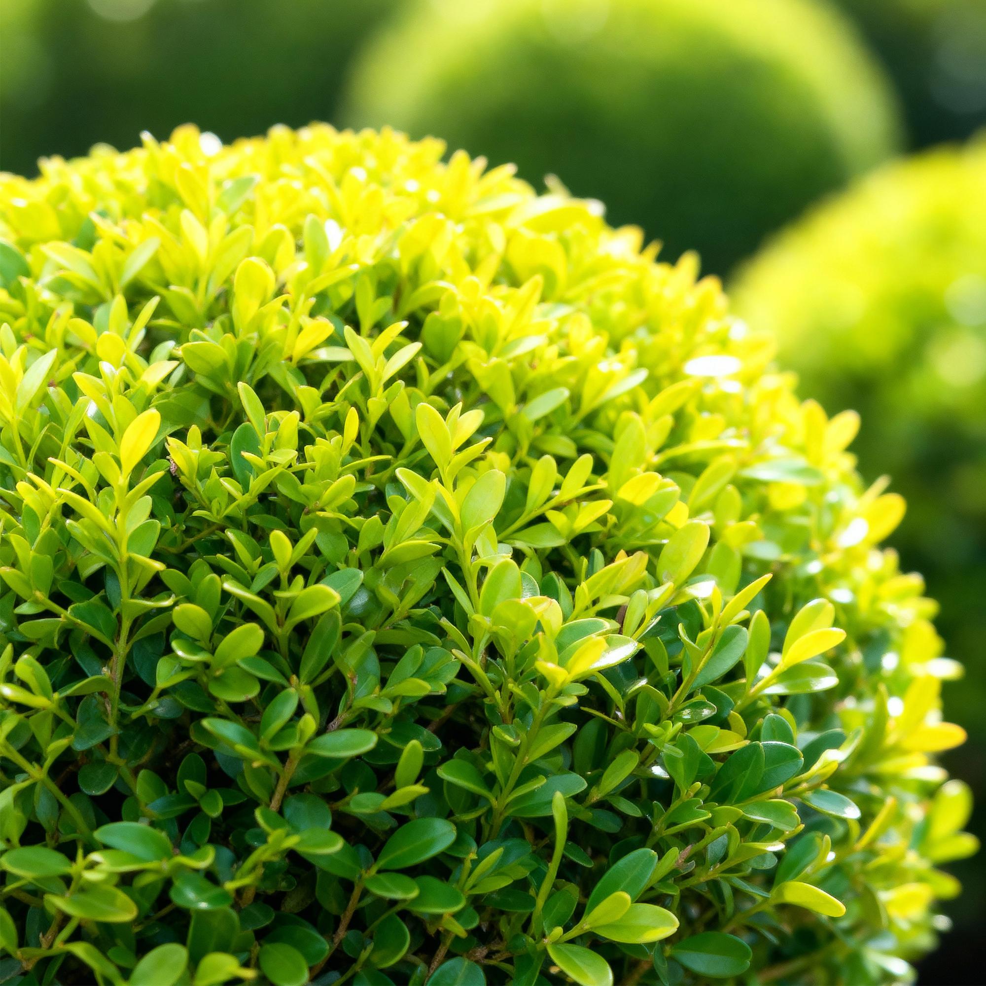 Buxus Kugel, BetterBuxus Skylight, Widerstandsfähig gegen die Buxuskrankheit, 1 Pflanze, Topf 23 cm Kugel 25 cm