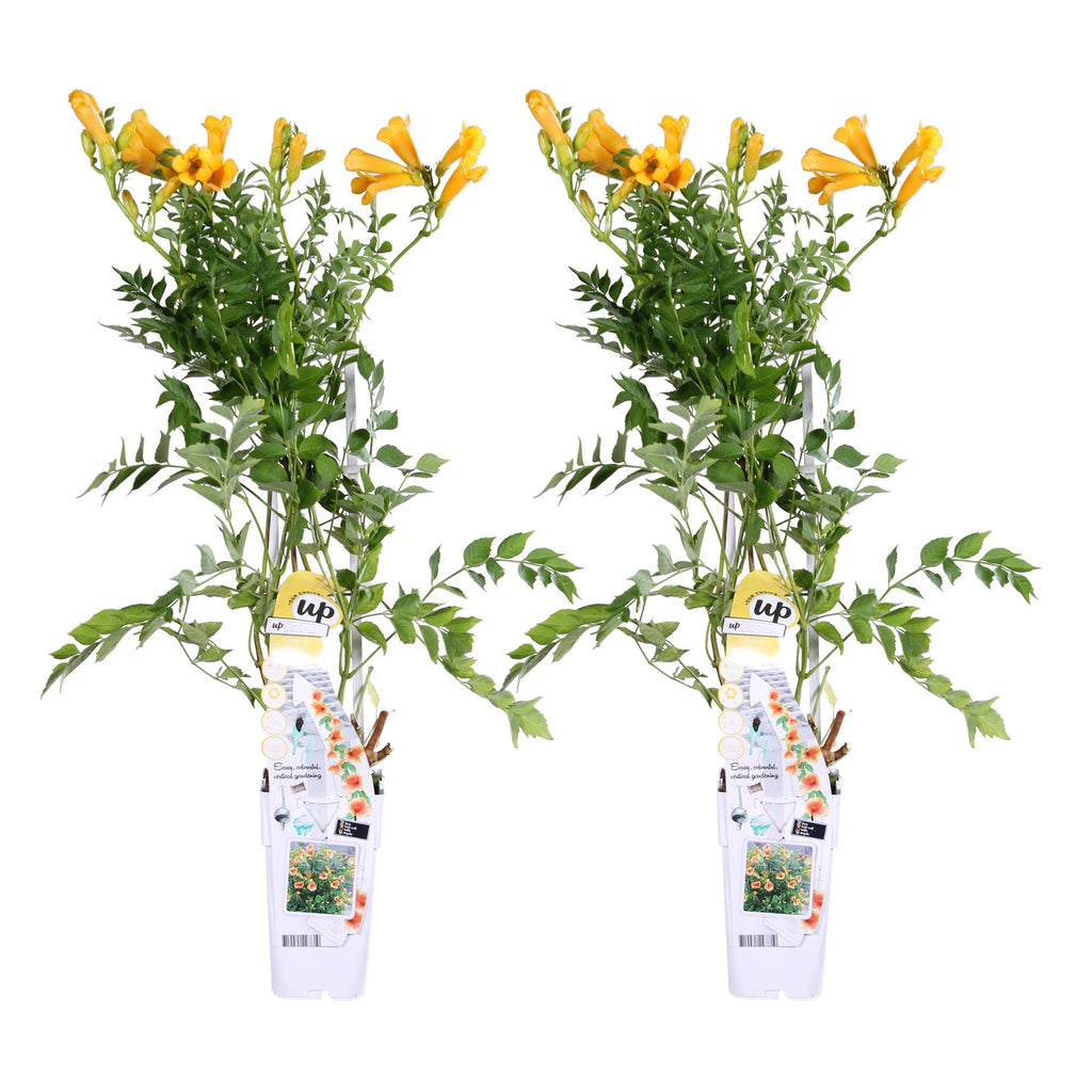 2x, Campsis Summer Jazz 'Gold Trumpet', 65 cm, Ø15 cm
