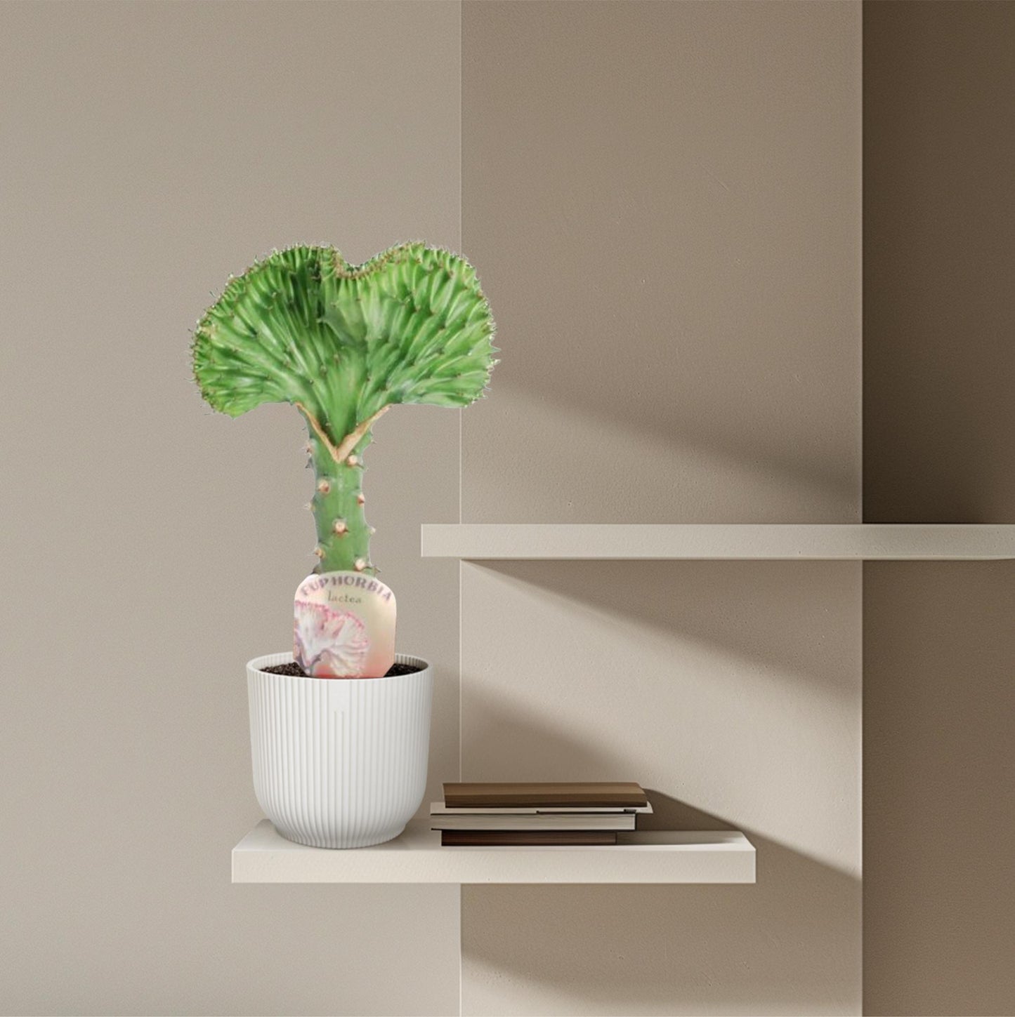 Euphorbia lactea cristata grün – 35 cm – Ø12