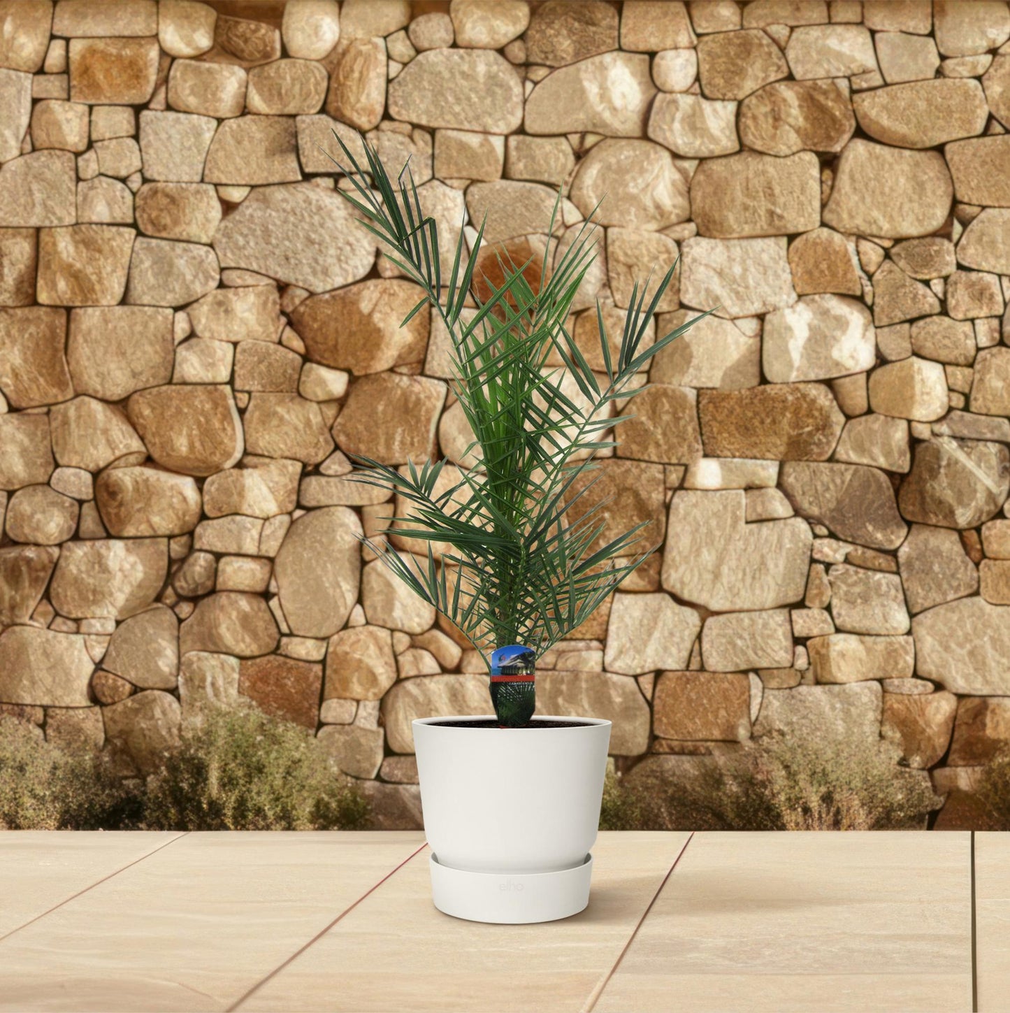 Phoenix canariensis – 80 cm – Ø14
