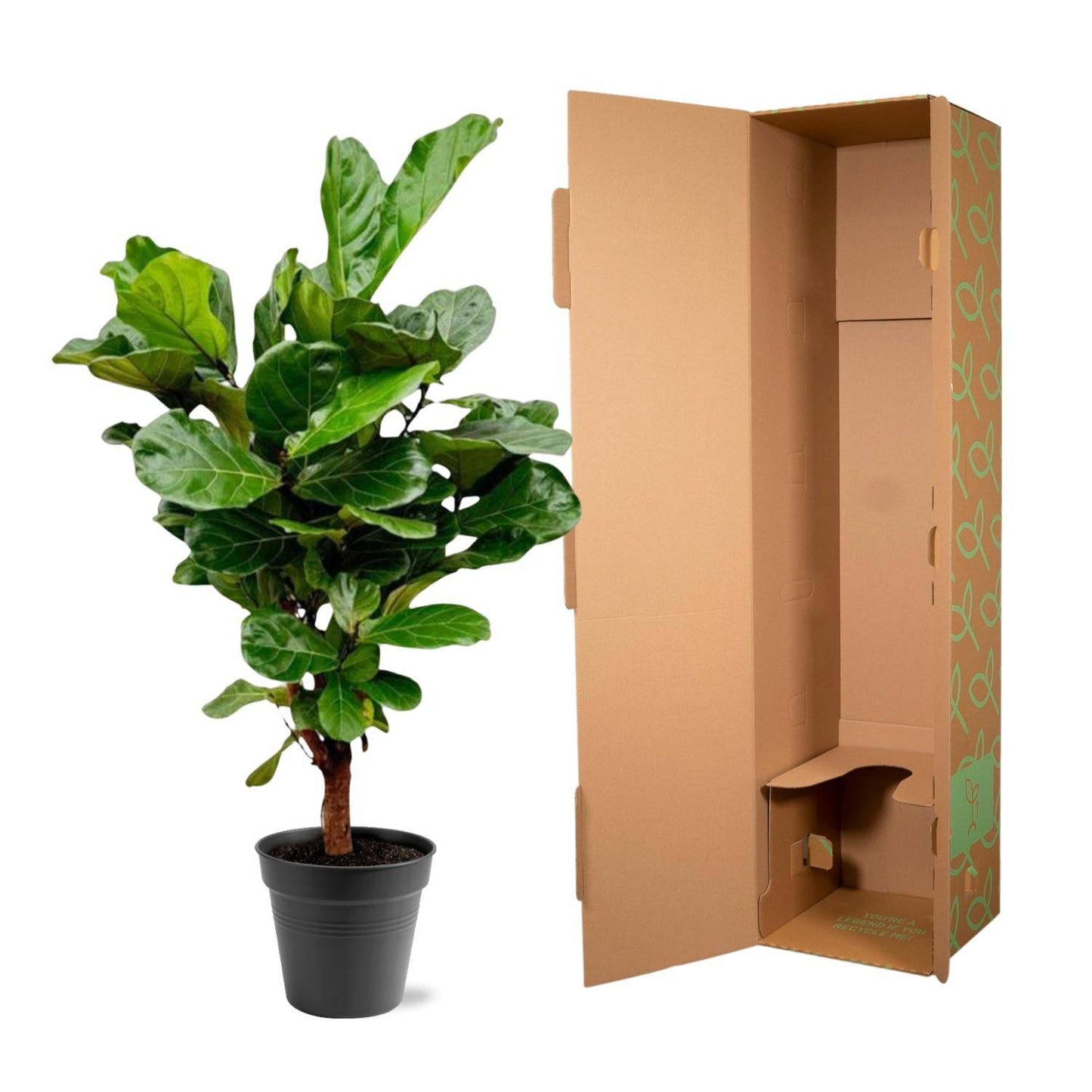 Ficus Lyrata verzweigt – 140–160 cm – Ø27–30 - Botanic-Vibes