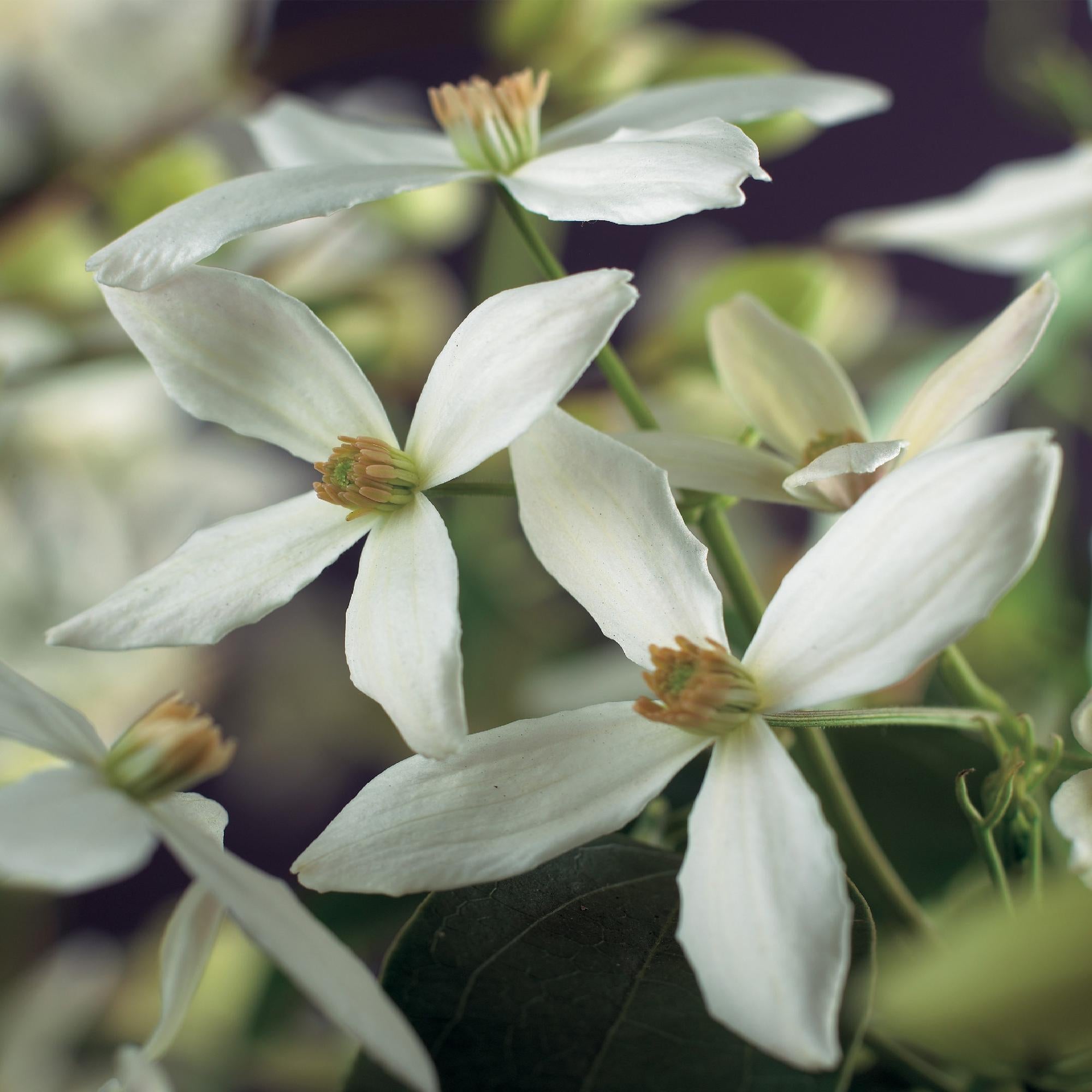 Kletterpflanze, Clematis armandii, Blüte Weiß, Immergrün, Wenig Pflege, 1 Pflanze Topf 11 cm 40 cm