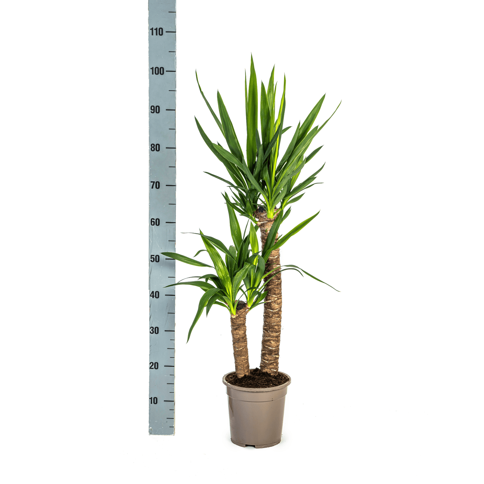 Yucca Elephantipes Ø19cm - ↕70 - 90cm - Botanic-Vibes